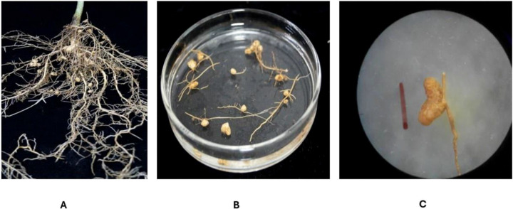 Figure 4