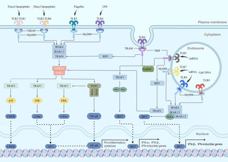 Figure 3