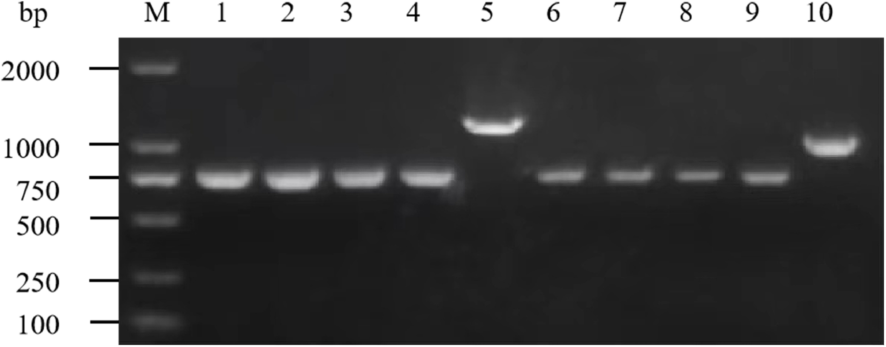 Figure 9