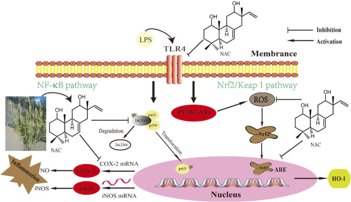 FIGURE 13