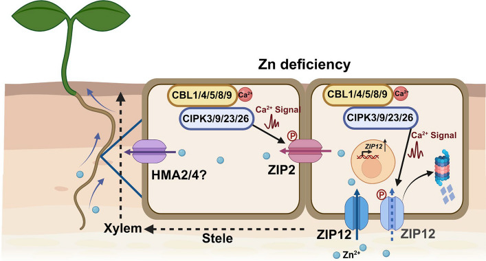 Figure 6