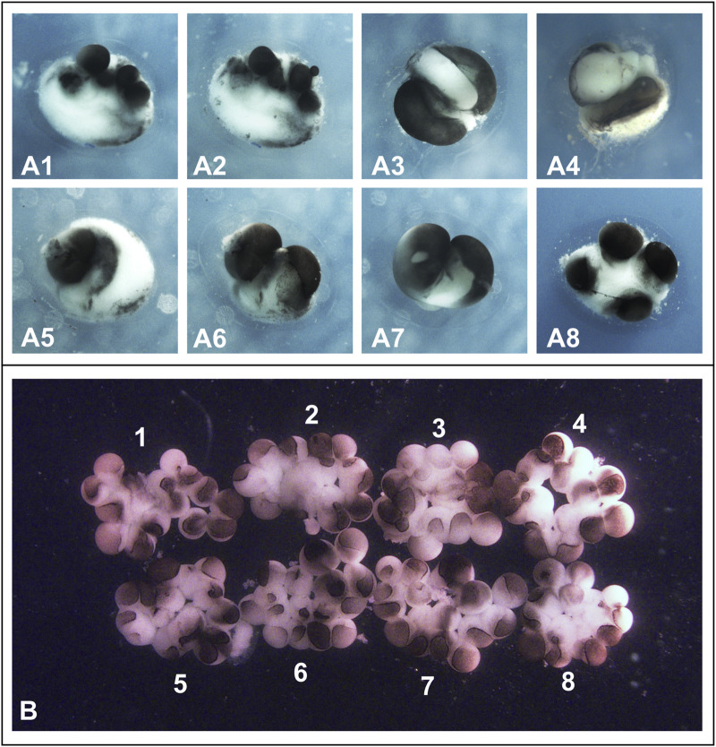 FIGURE 3
