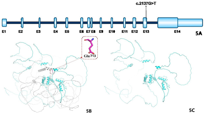 Figure 5