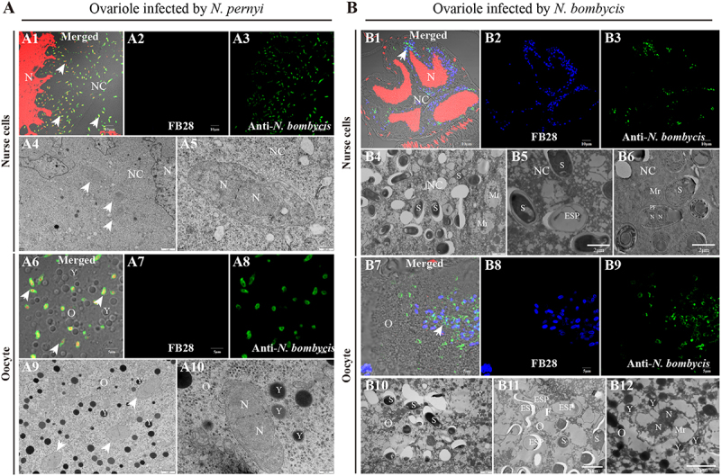 Figure 11