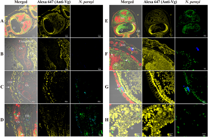 Figure 17