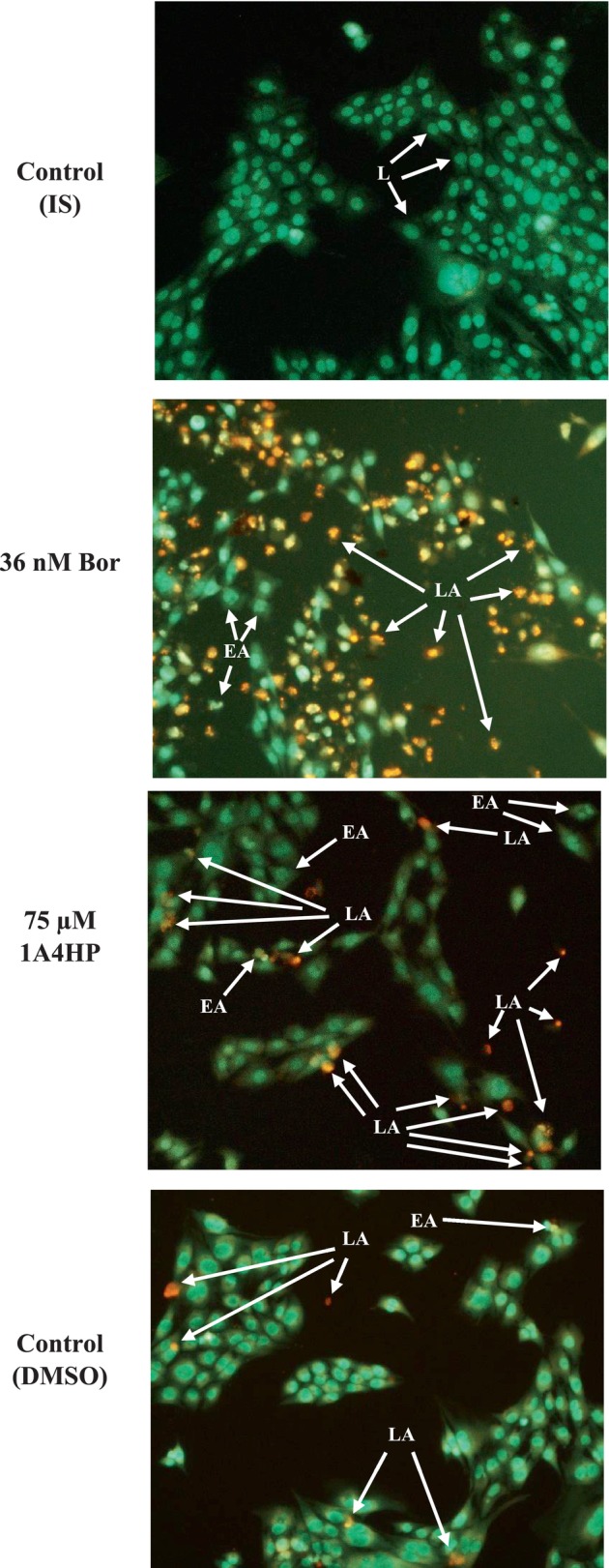FIGURE 4