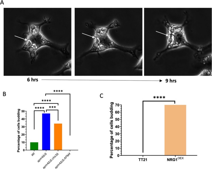FIGURE 3