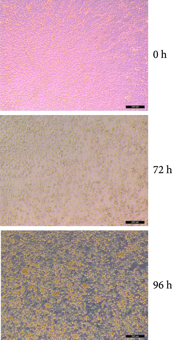 Figure 15