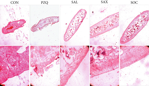 Figure 10