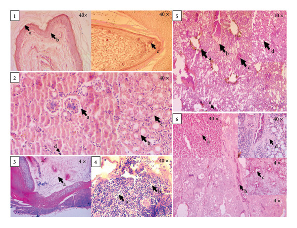 Figure 6