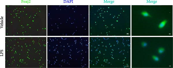 Figure 25