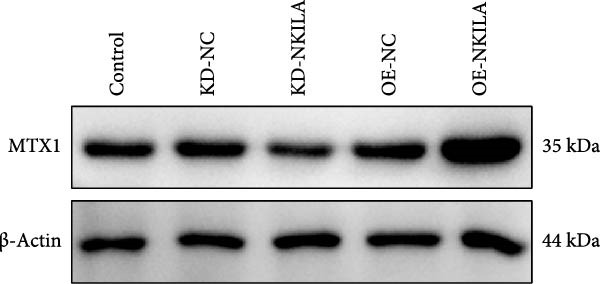 Figure 20