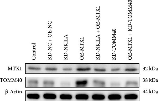 Figure 36