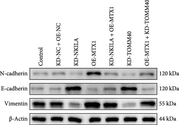 Figure 40