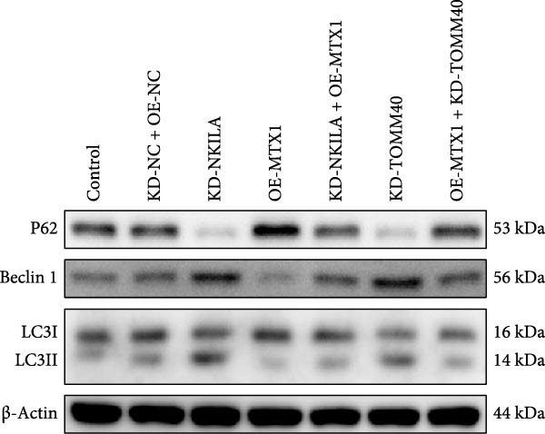 Figure 44