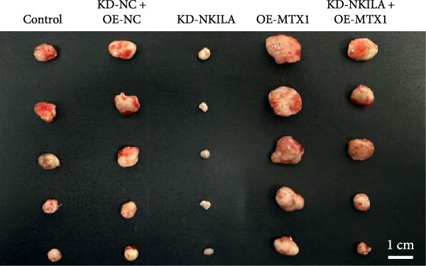 Figure 47