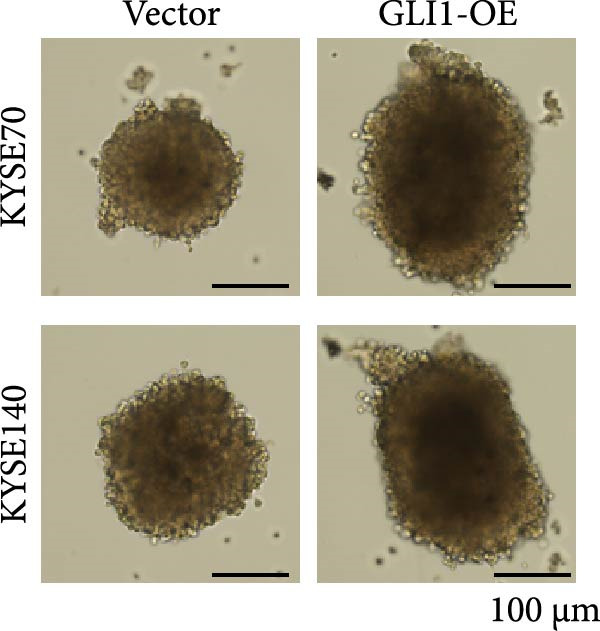 Figure 28