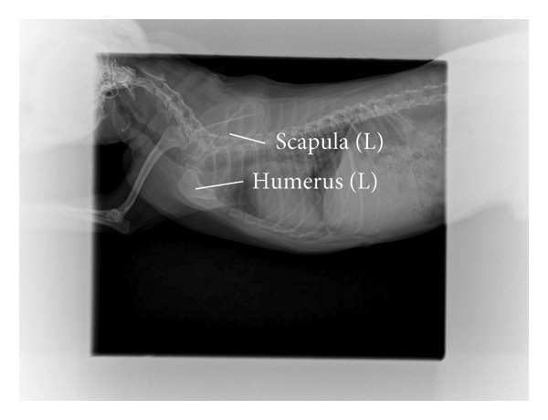 Figure 4