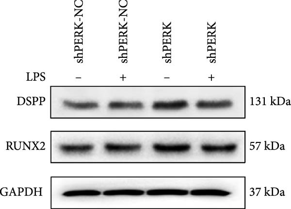 Figure 20