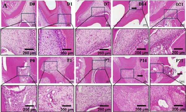 Figure 31