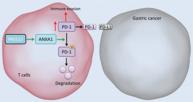 Fig. 12