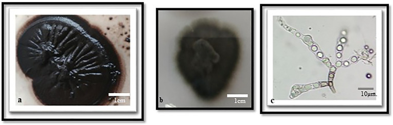 Fig 5