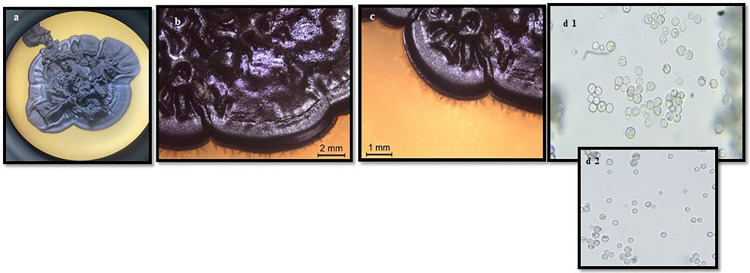 Fig 7