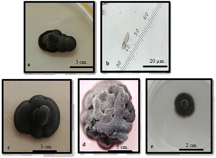 Fig 8