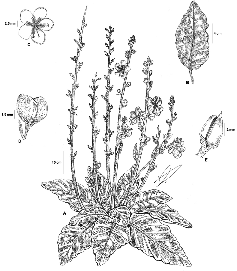 Figure 19