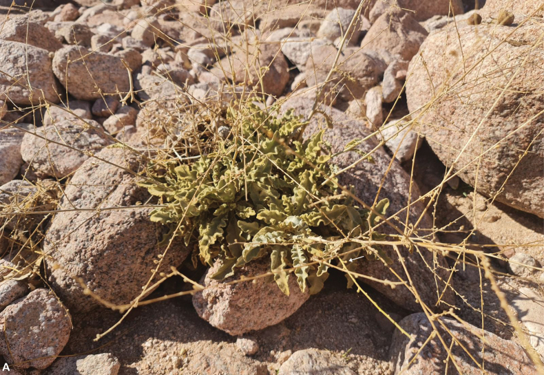Figure 22