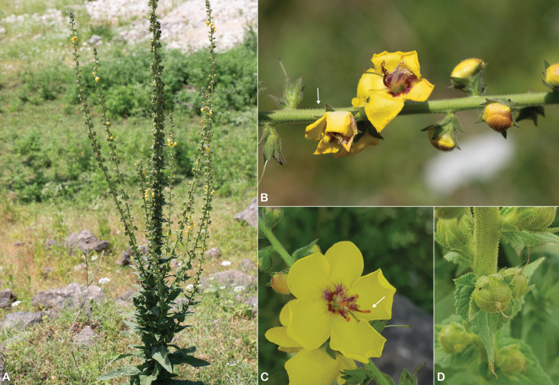 Figure 30