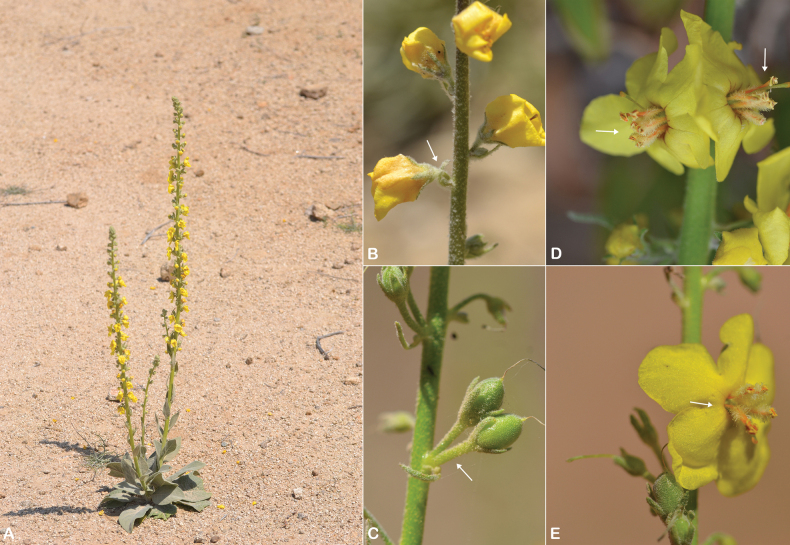 Figure 32