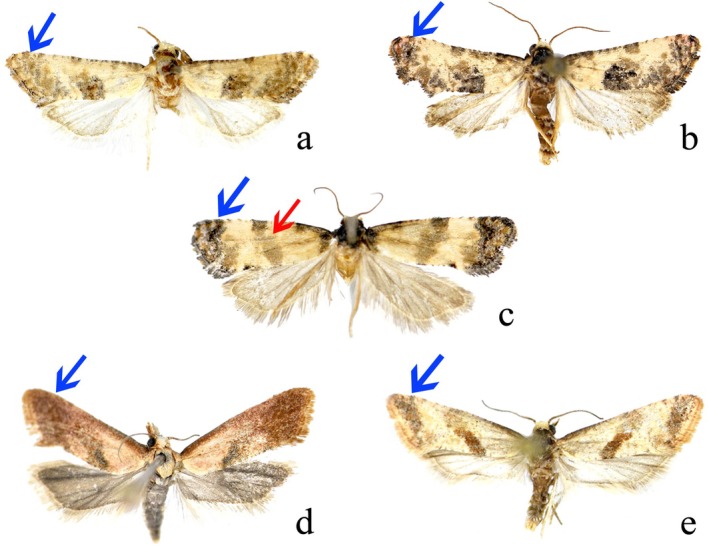 FIGURE 1