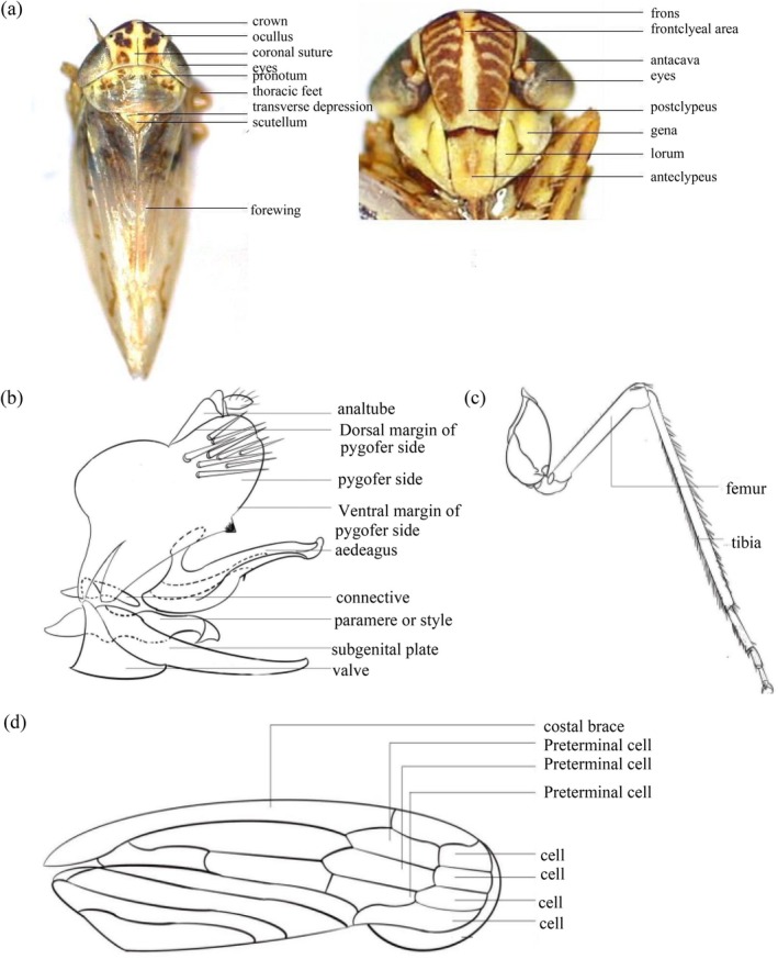 FIGURE 2