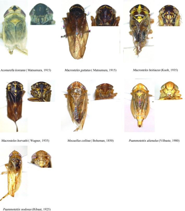 FIGURE 3