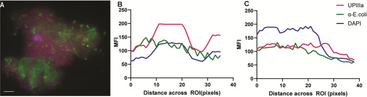 Fig 3