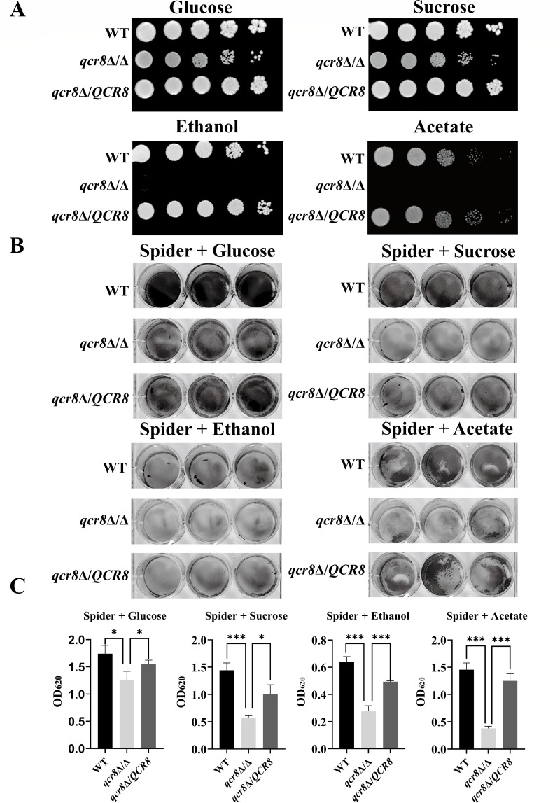 Fig 4