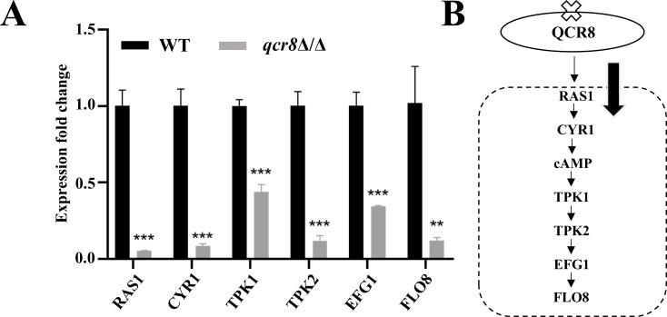 Fig 6