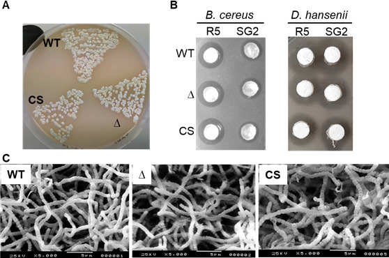 Fig 3