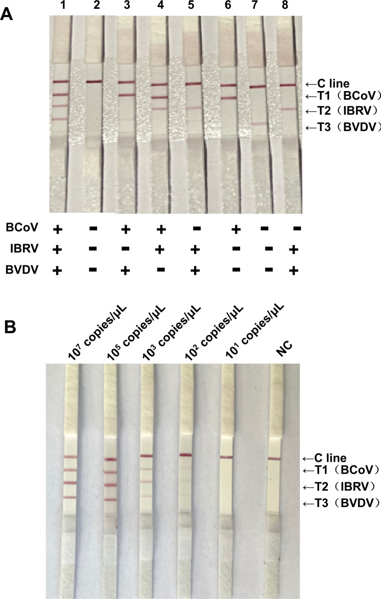 Fig 6