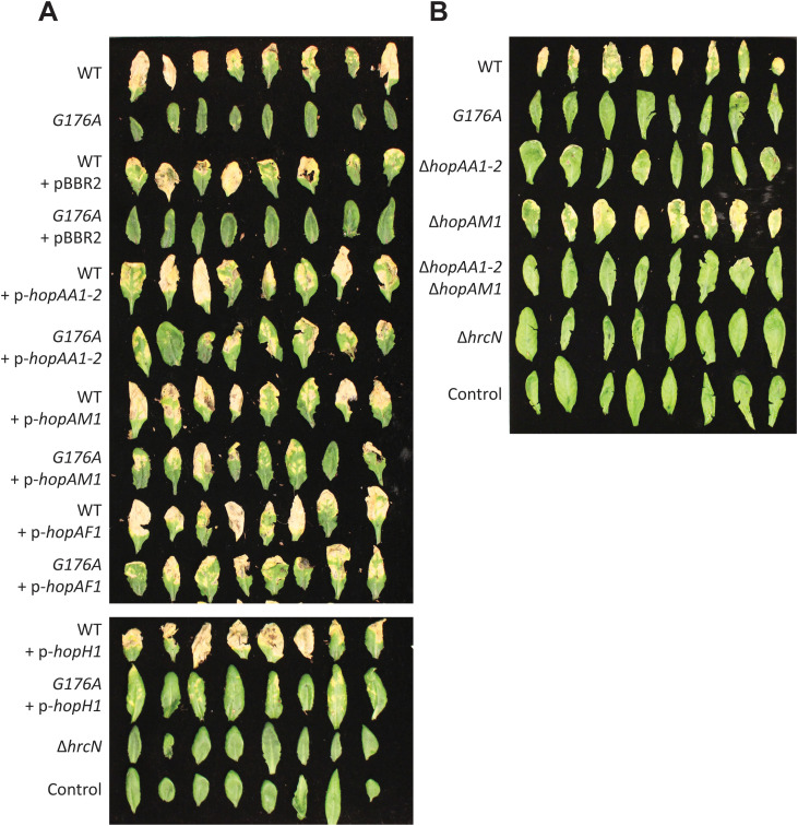Fig 5