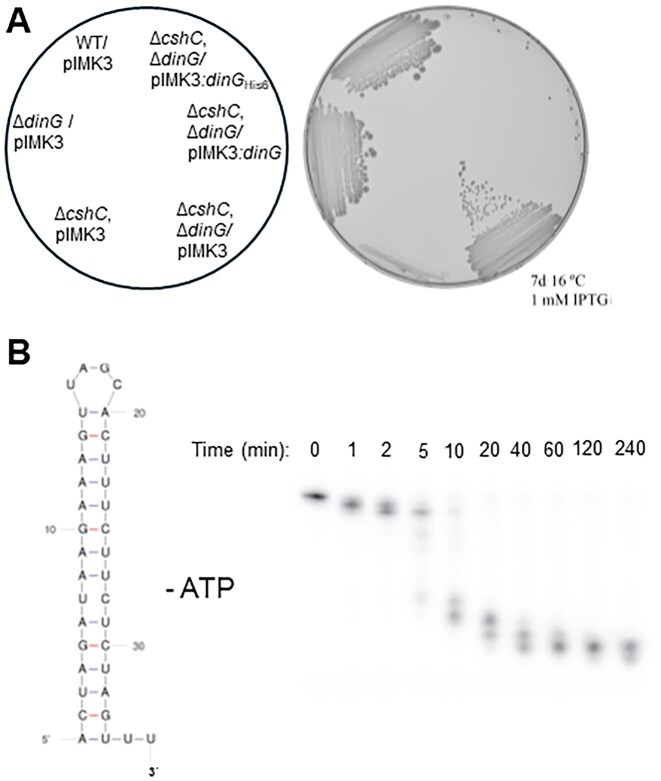 Figure 5