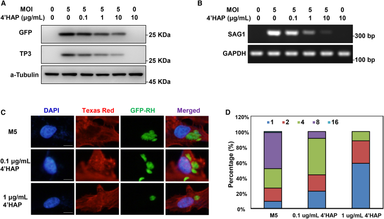 Figure 4