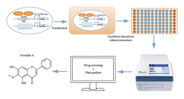 Figure 11