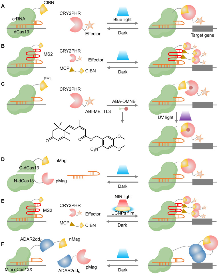 Figure 10