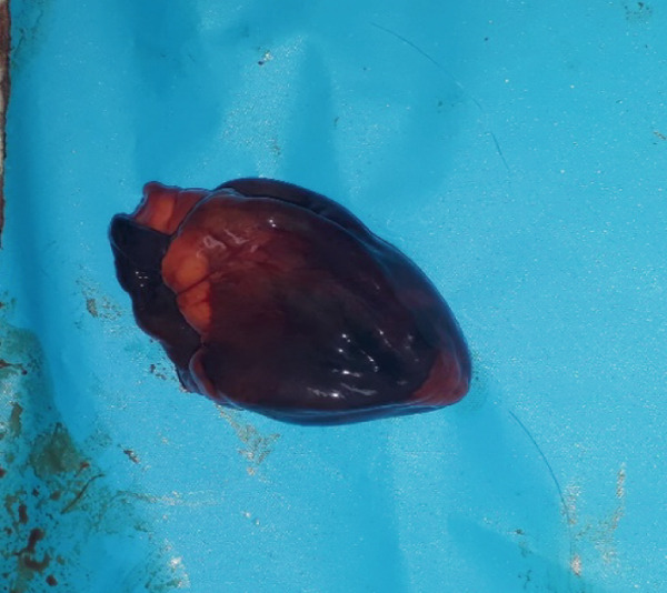 Figure 7
