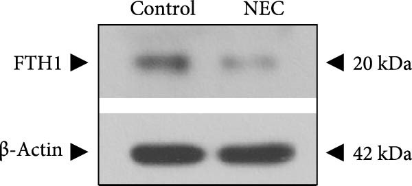Figure 10