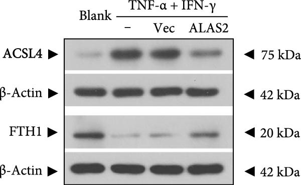 Figure 24