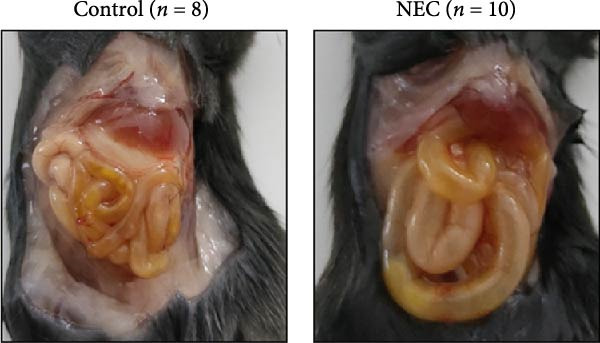Figure 32