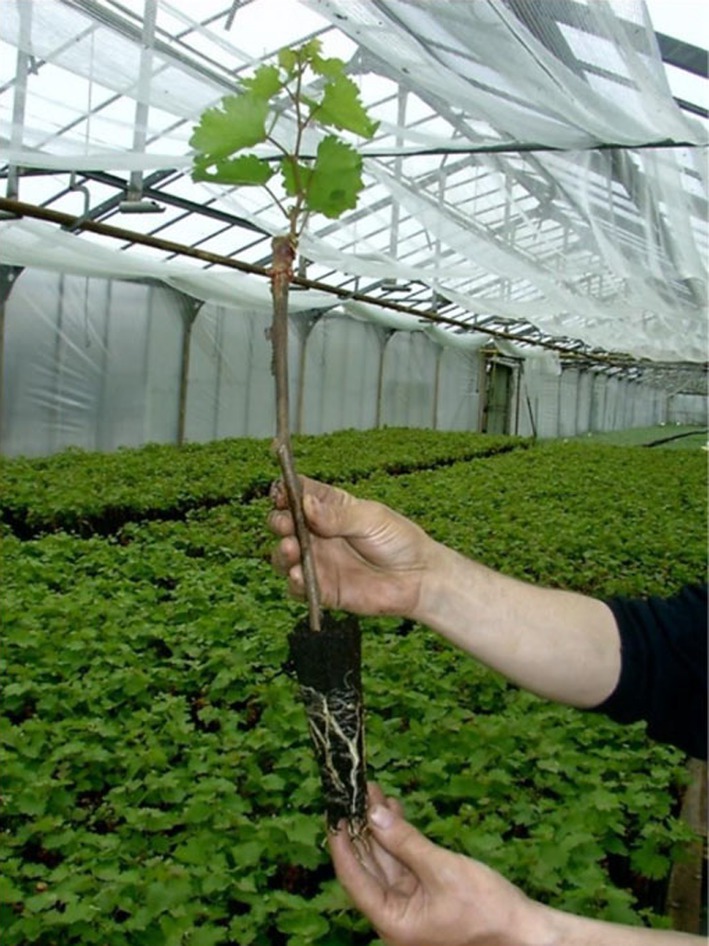 Figure 11